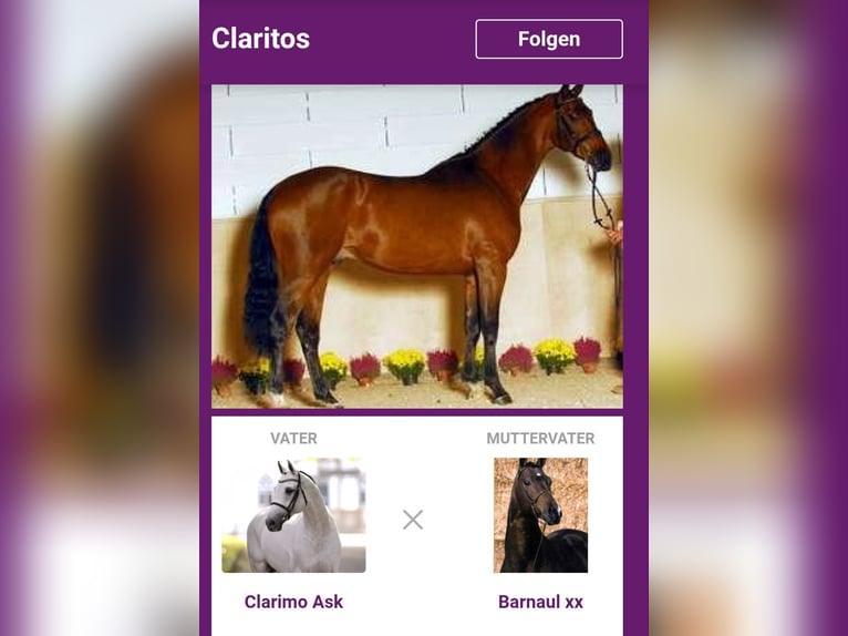 Holstein Gelding 17 years 16.2 hh Bay-Dark in Neuwied