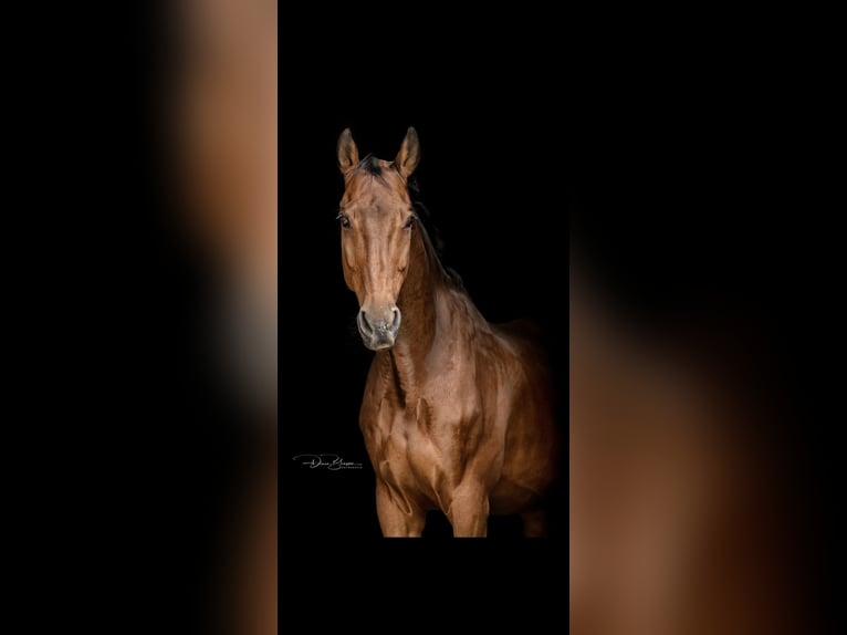 Holstein Gelding 17 years 16.2 hh Bay-Dark in Neuwied