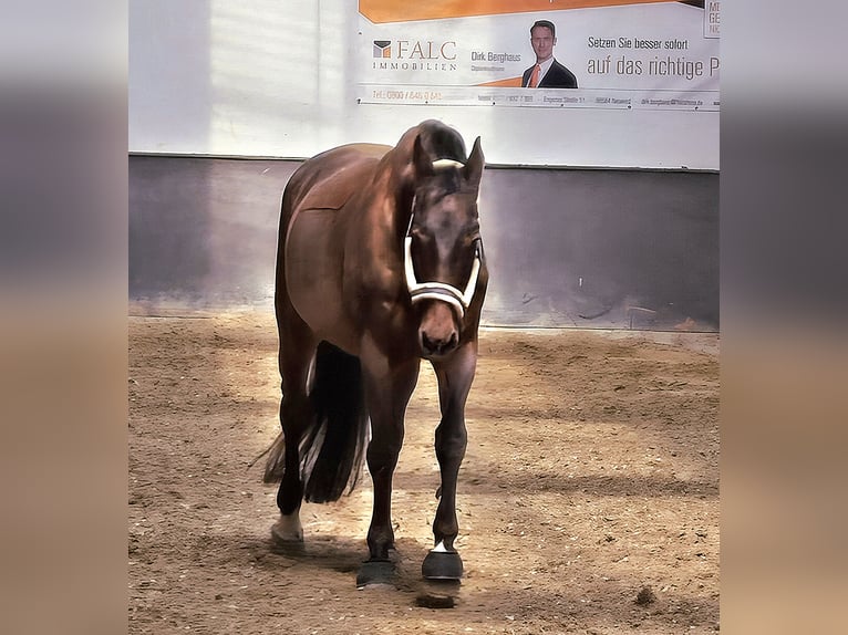 Holstein Gelding 17 years 16.2 hh Bay-Dark in Pleckhausen