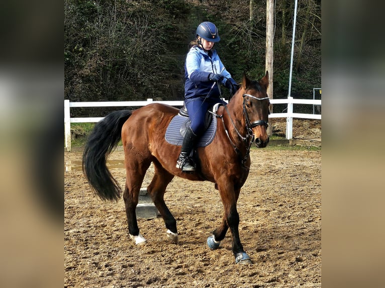 Holstein Gelding 17 years 16.2 hh Bay-Dark in Pleckhausen