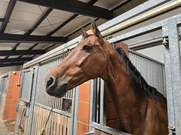 Holstein Gelding 17 years 16.2 hh Bay-Dark in Pleckhausen