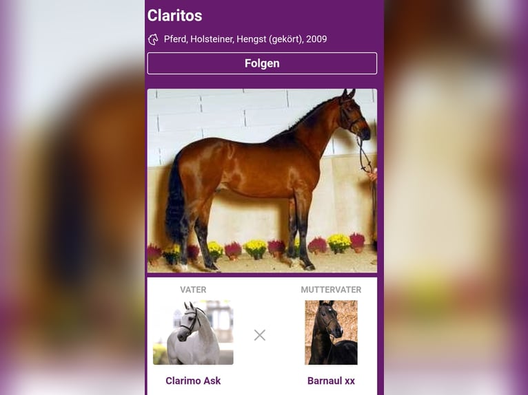 Holstein Gelding 17 years 16.2 hh Bay-Dark in Pleckhausen