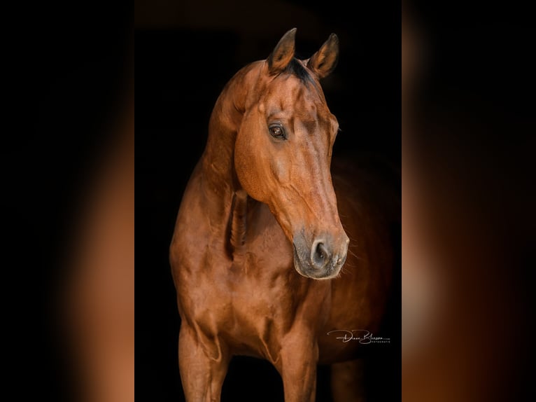 Holstein Gelding 17 years 16.2 hh Bay-Dark in Pleckhausen
