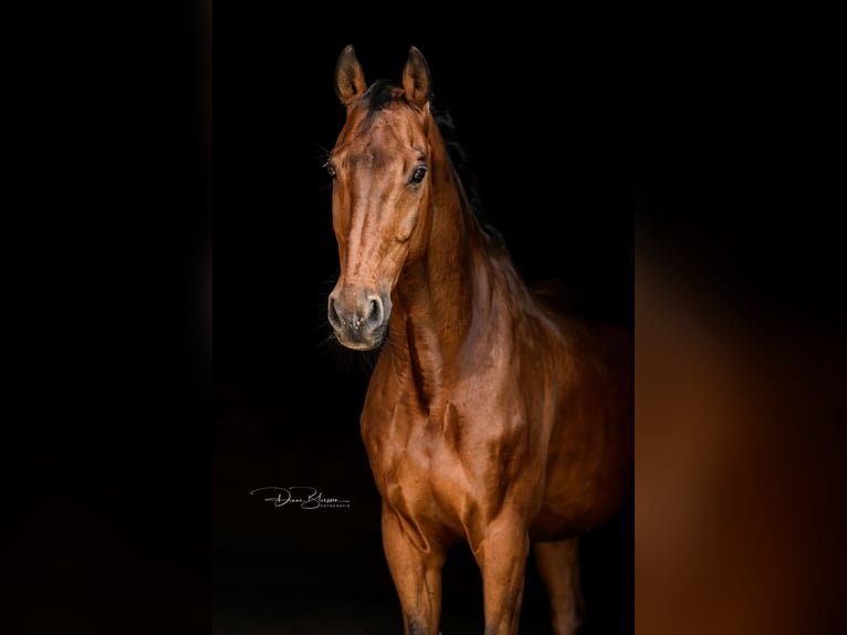 Holstein Gelding 17 years 16.2 hh Bay-Dark in Pleckhausen