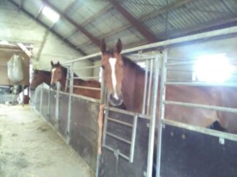 Holstein Gelding 17 years 16,2 hh Brown in terkelsbøl