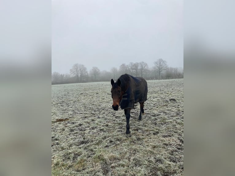 Holstein Gelding 17 years 16,2 hh Brown in Kiel