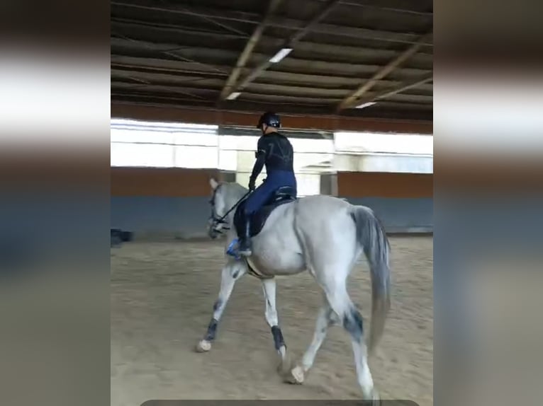 Holstein Gelding 17 years 16,3 hh Gray in Neu-Isenburg