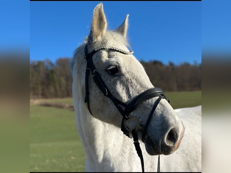 Holstein Gelding 17 years 16.3 hh Grey-Fleabitten in Uder