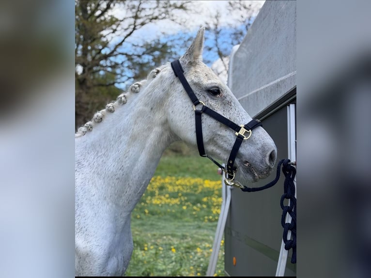 Holstein Gelding 17 years 16.3 hh Grey-Fleabitten in Uder