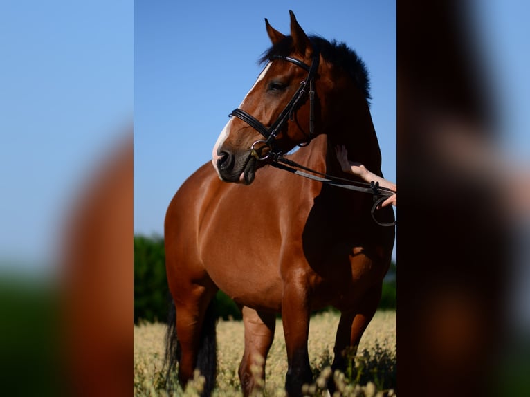 Holstein Gelding 17 years 16 hh Brown in B&#xF6;hnhusen