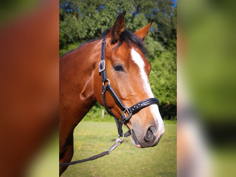 Holstein Gelding 17 years 16 hh Brown in B&#xF6;hnhusen