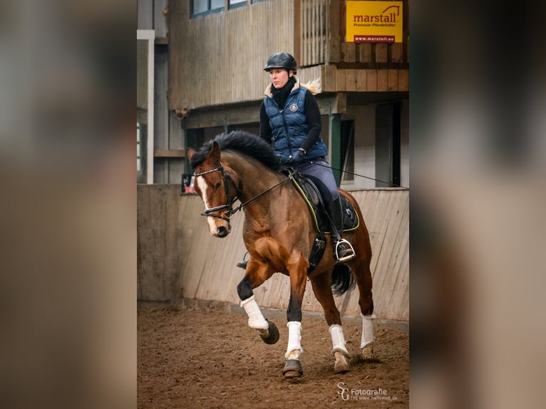 Holstein Gelding 17 years 16 hh Brown in B&#xF6;hnhusen