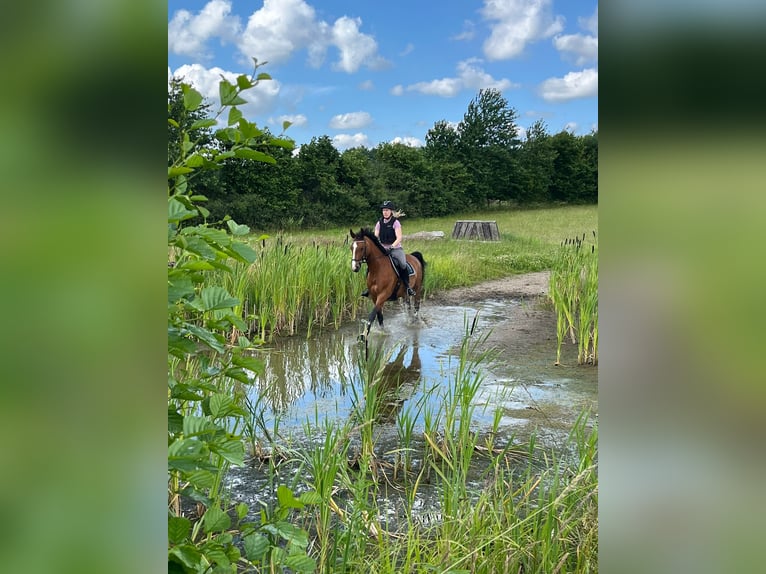 Holstein Gelding 17 years 16 hh Brown in B&#xF6;hnhusen