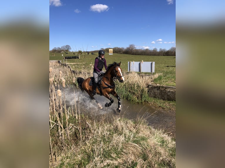 Holstein Gelding 17 years 16 hh Brown in B&#xF6;hnhusen