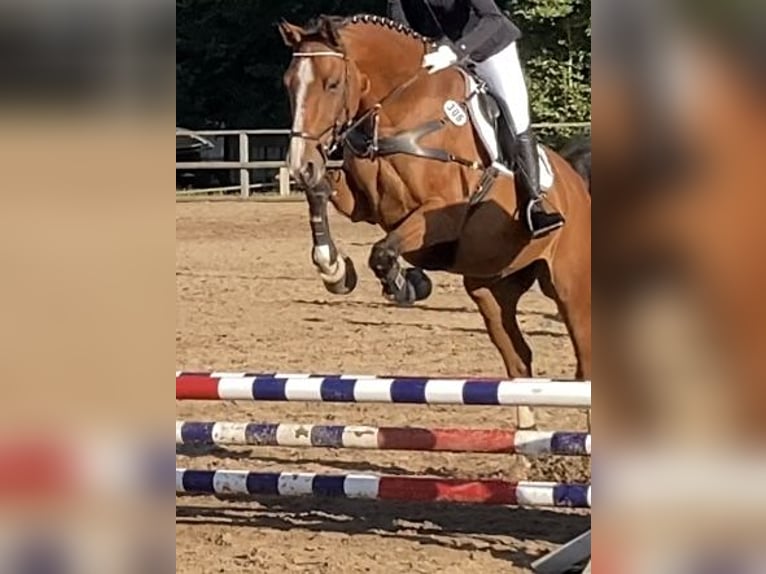 Holstein Gelding 17 years 16 hh Brown in B&#xF6;hnhusen