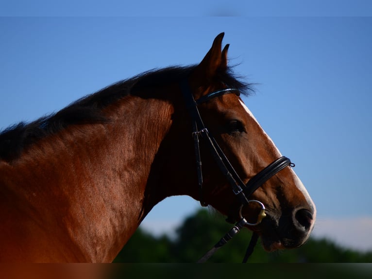 Holstein Gelding 17 years 16 hh Brown in B&#xF6;hnhusen