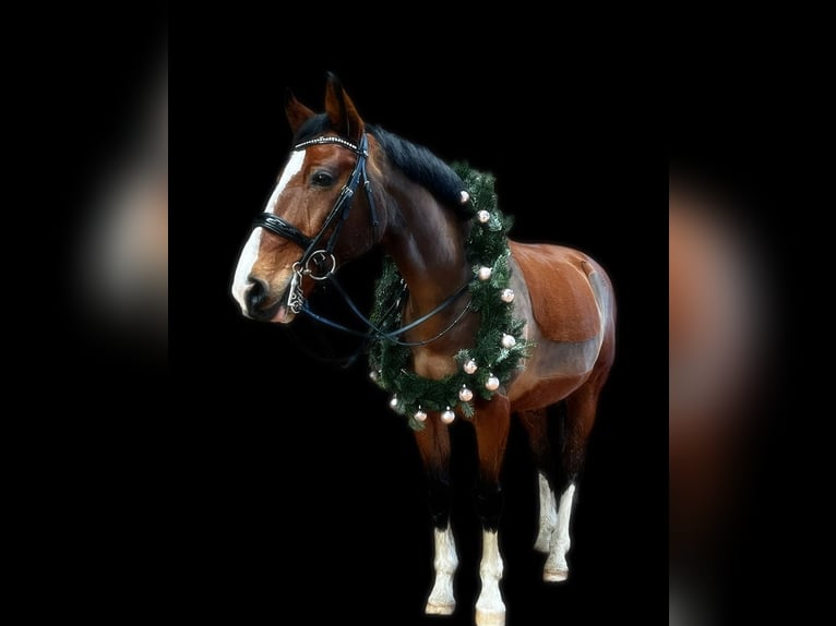 Holstein Gelding 17 years 16 hh Brown in B&#xF6;hnhusen