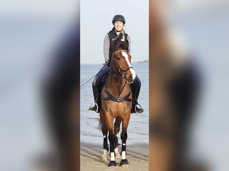 Holstein Gelding 17 years 16 hh Brown in B&#xF6;hnhusen