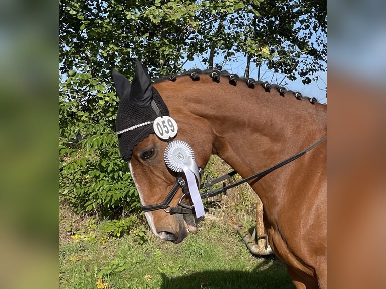 Holstein Gelding 17 years 16 hh Brown in B&#xF6;hnhusen