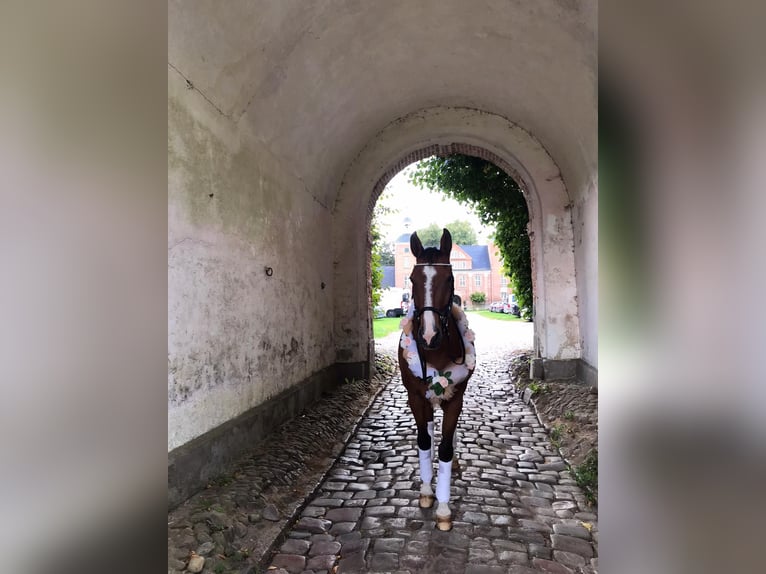 Holstein Gelding 17 years 16 hh Brown in B&#xF6;hnhusen