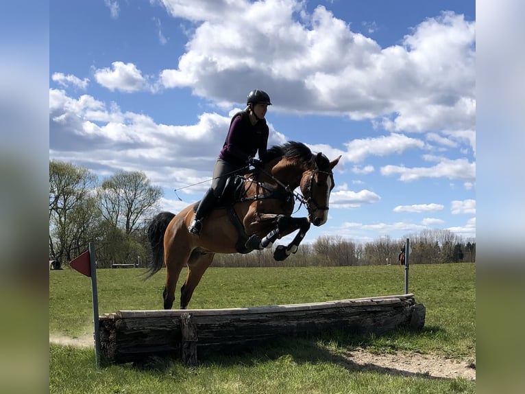 Holstein Gelding 17 years 16 hh Brown in B&#xF6;hnhusen