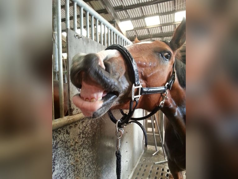 Holstein Gelding 17 years 16 hh Brown in B&#xF6;hnhusen