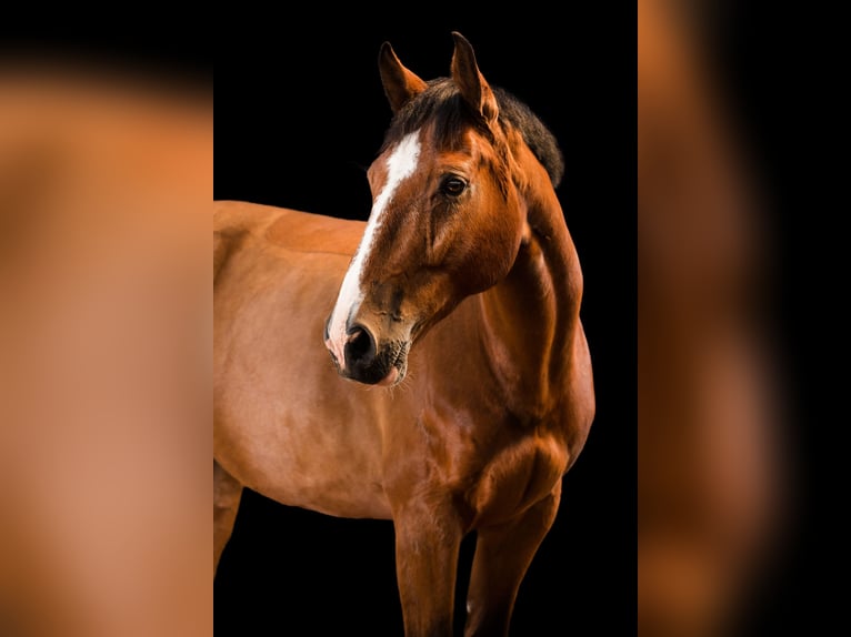 Holstein Gelding 17 years 16 hh Brown in B&#xF6;hnhusen