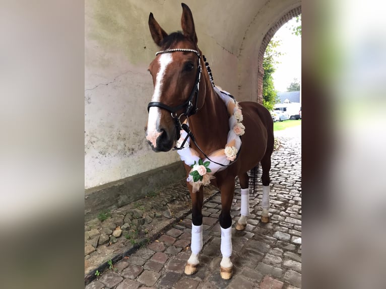 Holstein Gelding 17 years 16 hh Brown in B&#xF6;hnhusen