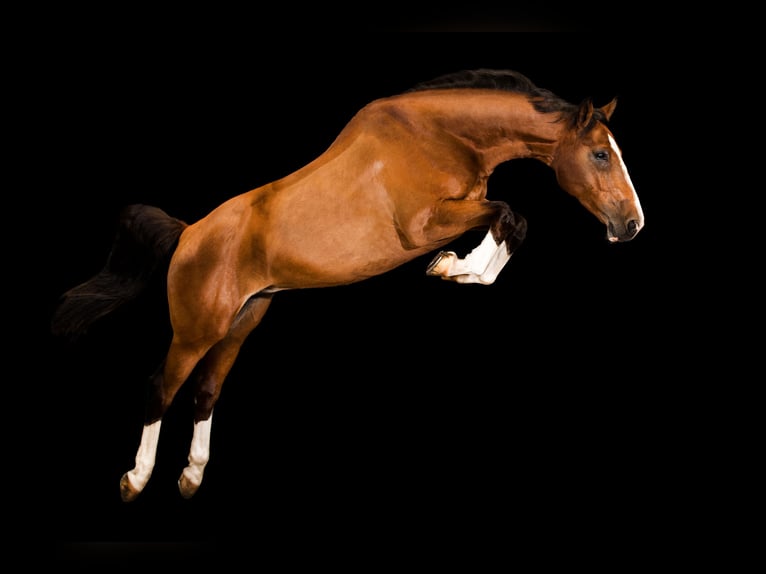 Holstein Gelding 17 years 16 hh Brown in B&#xF6;hnhusen