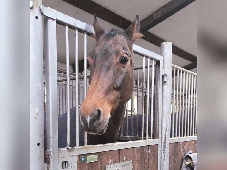 Holstein Gelding 17 years 16,2 hh Bay-Dark in Pleckhausen