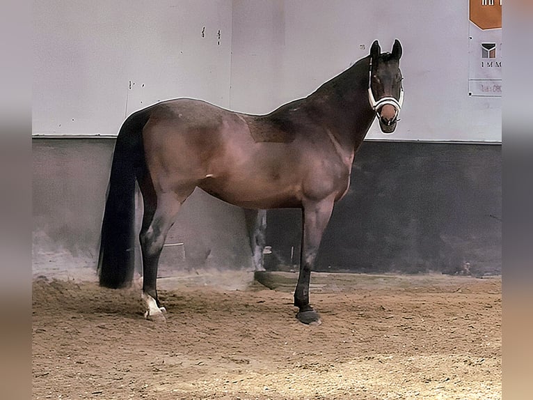 Holstein Gelding 17 years 16,2 hh Bay-Dark in Pleckhausen