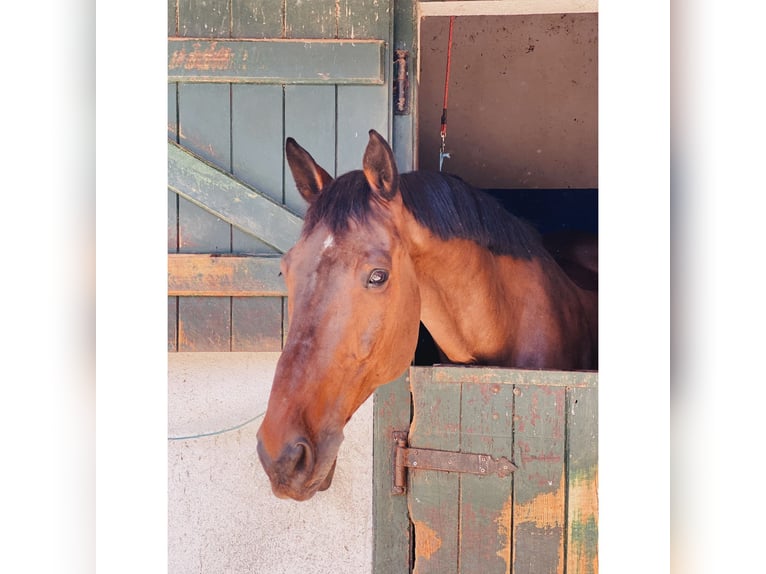 Holstein Gelding 17 years 16,2 hh Brown in Quinta da Marinha