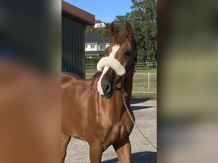 Holstein Gelding 17 years 16,2 hh Chestnut-Red in Heringsdorf