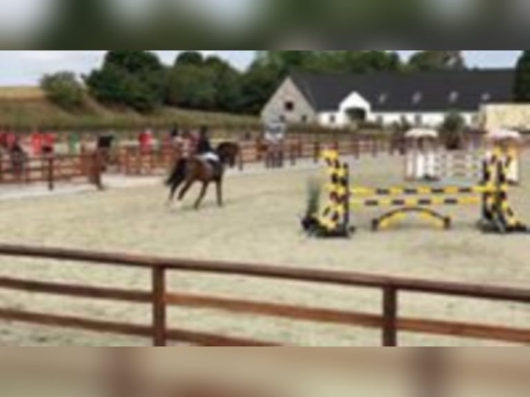 Holstein Gelding 17 years 16,3 hh Bay-Dark in tinglev