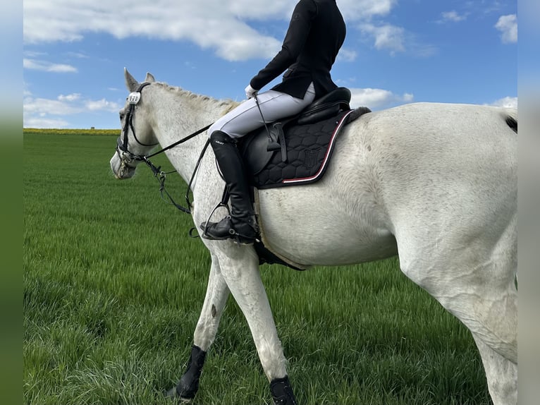 Holstein Gelding 17 years 16,3 hh Grey-Fleabitten in Uder