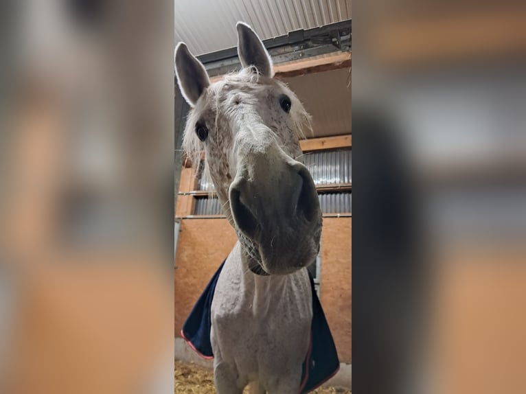 Holstein Gelding 17 years 17,1 hh Gray-Fleabitten in Mühlacker