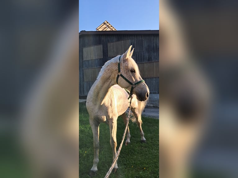 Holstein Gelding 17 years 17,1 hh Gray-Fleabitten in Mühlacker