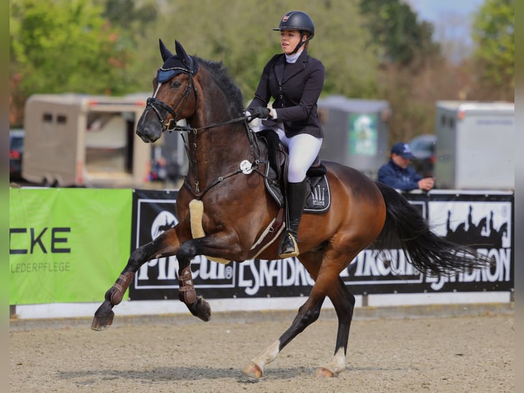 Holstein Gelding 17 years 17 hh Bay-Dark in Halstenbek