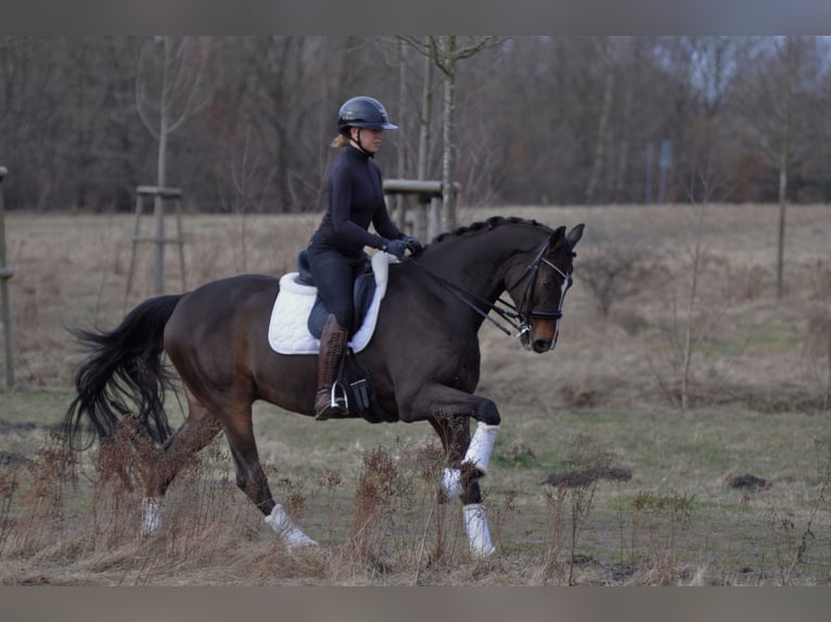 Holstein Gelding 17 years 17 hh Bay-Dark in Halstenbek