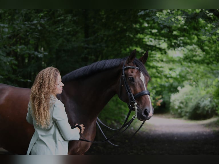 Holstein Gelding 17 years 17 hh Bay-Dark in Halstenbek