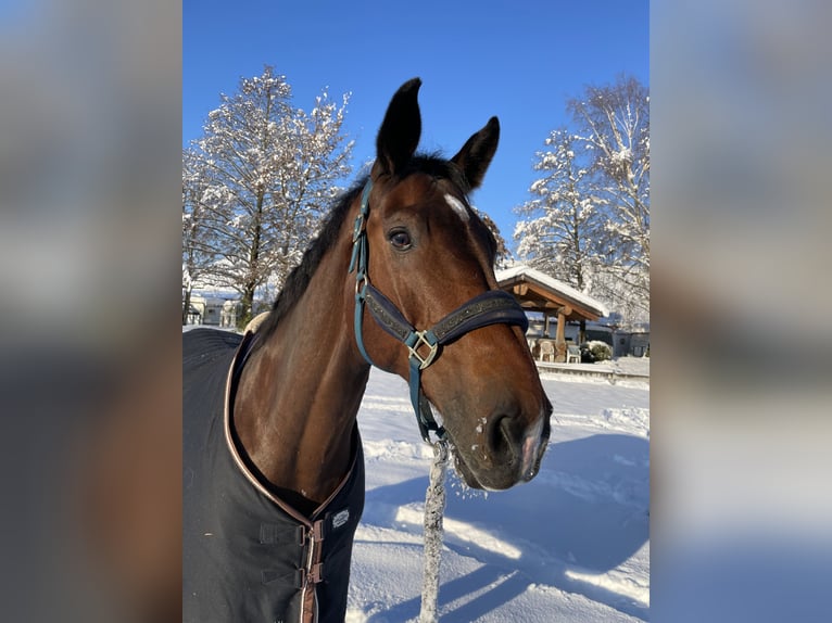 Holstein Gelding 17 years 17 hh Brown in Marzling