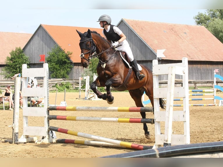 Holstein Gelding 17 years 17 hh Brown in Grübern