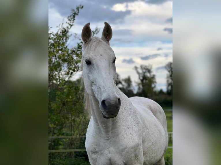 Holstein Gelding 17 years 17 hh Grey in Gleichen