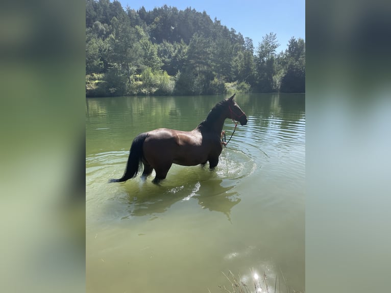 Holstein Gelding 17 years 17 hh  in Zolling