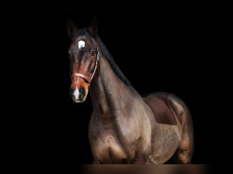 Holstein Gelding 17 years 17 hh  in Zolling