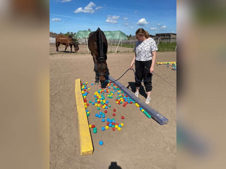 Holstein Gelding 17 years 17,1 hh Brown in Neustadt in Holstein