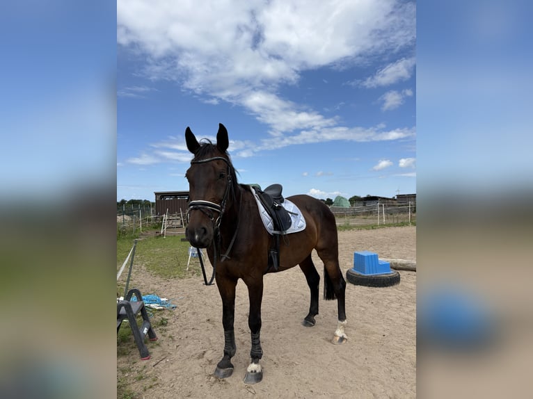 Holstein Gelding 17 years 17,1 hh Brown in Neustadt in Holstein