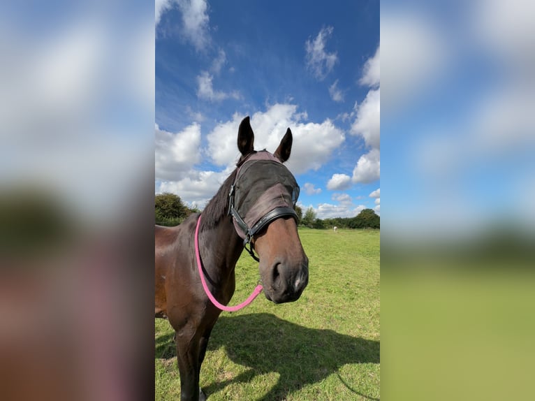 Holstein Gelding 17 years 17,1 hh Brown in Neustadt in Holstein