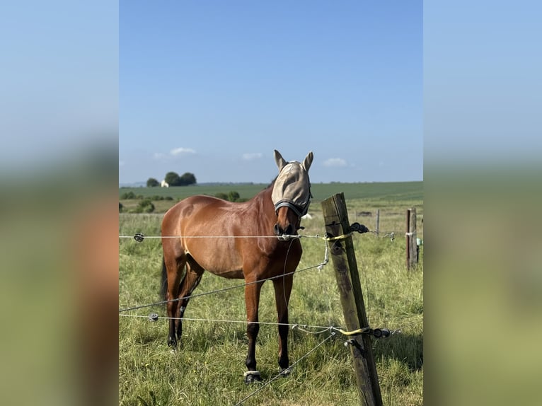 Holstein Gelding 17 years 17,1 hh Brown in Niddatal