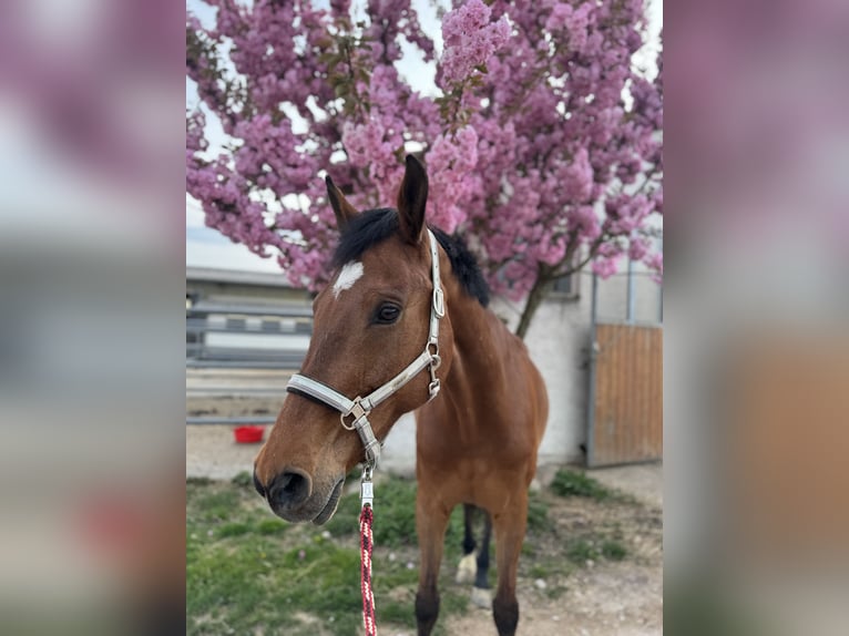 Holstein Gelding 17 years 17,1 hh Brown in Niddatal